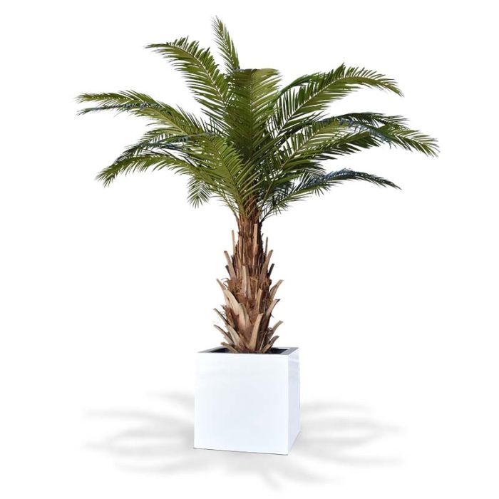 Phoenix Canarie kunstpalm XXL op voet 300cm - NOVA LIGNUM