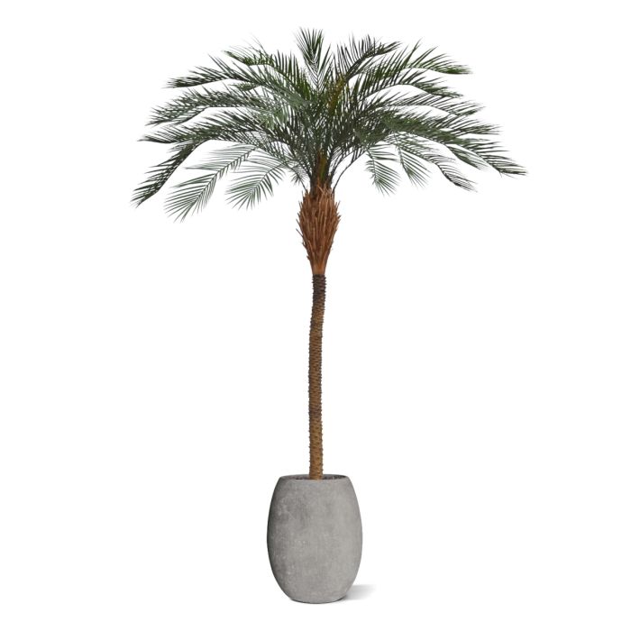 Phoenix kunstpalm deluxe OD 300cm - afbeelding 10