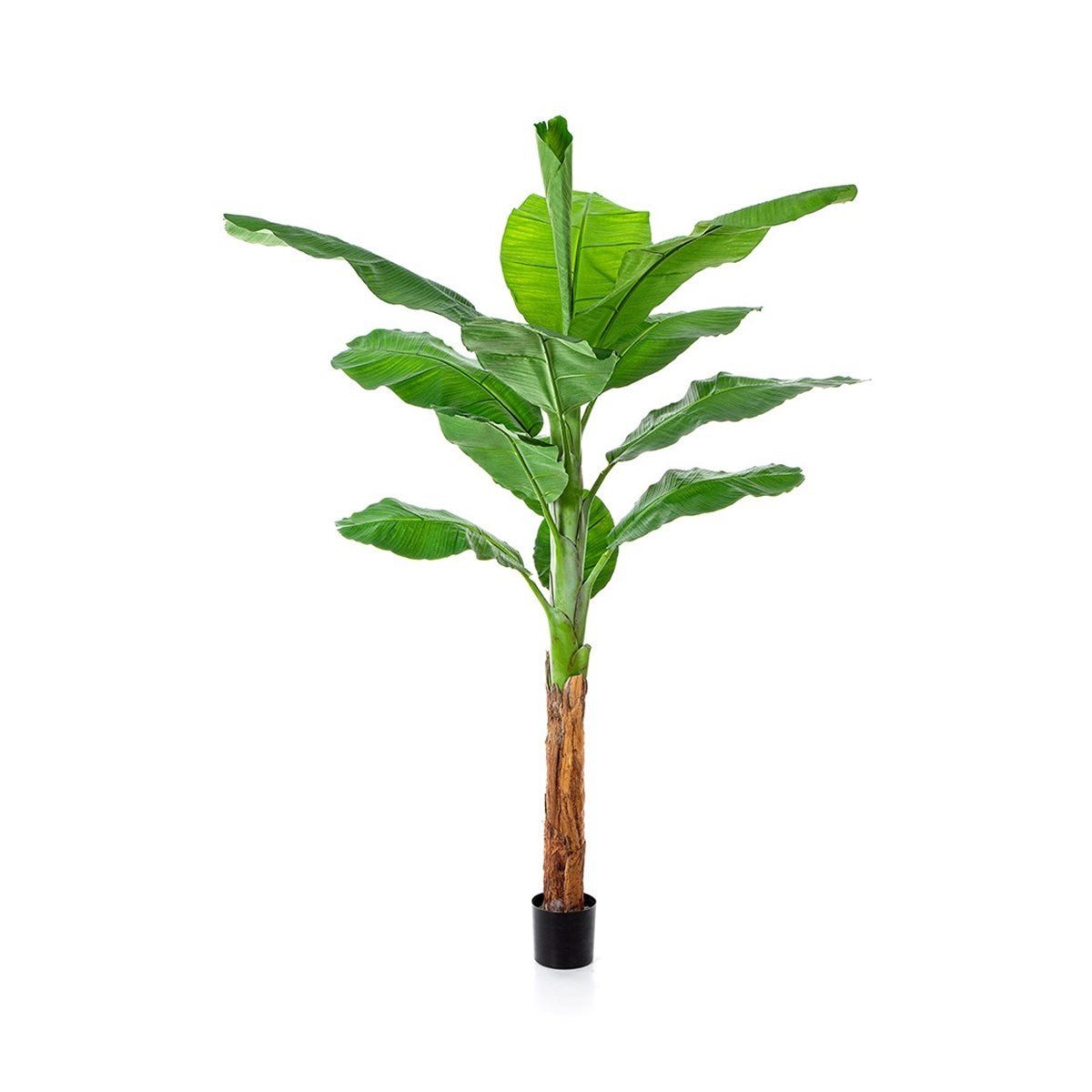 Royal Bananatree - NOVA LIGNUM