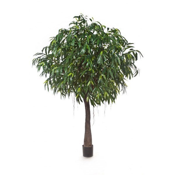 ROYAL LONGIFOLIA CABANA TREE - NOVA LIGNUM