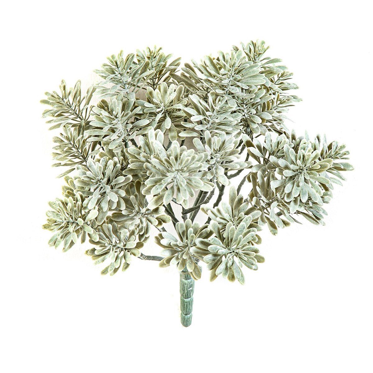 Silver Dusty Miller UV - NOVA LIGNUM