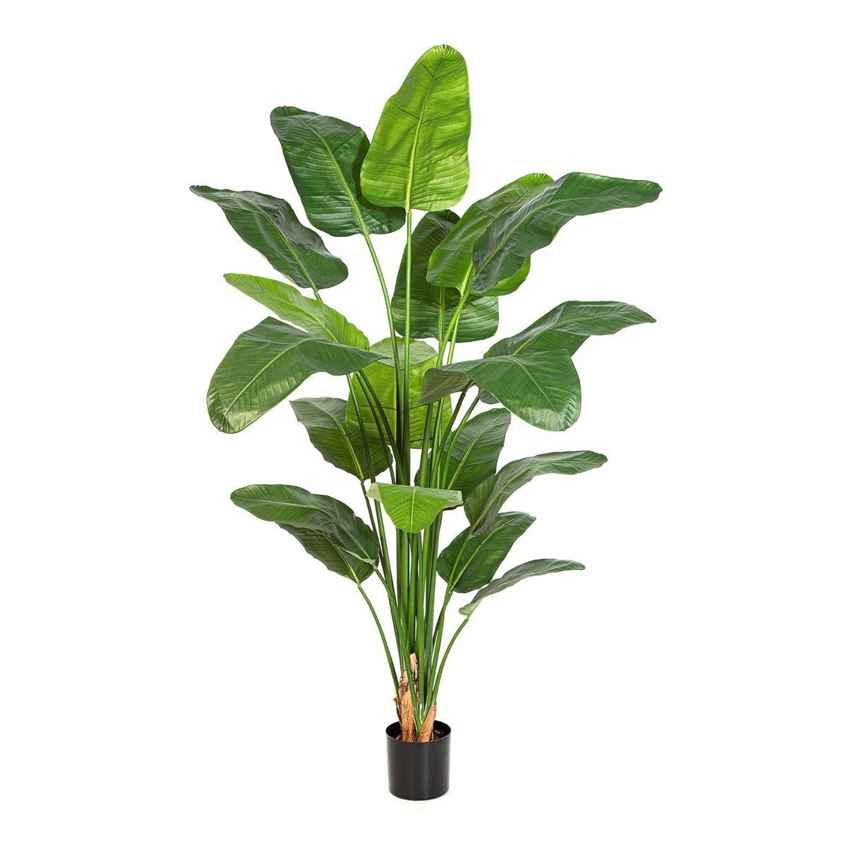 Strelitzia Nicolai - NOVA LIGNUM
