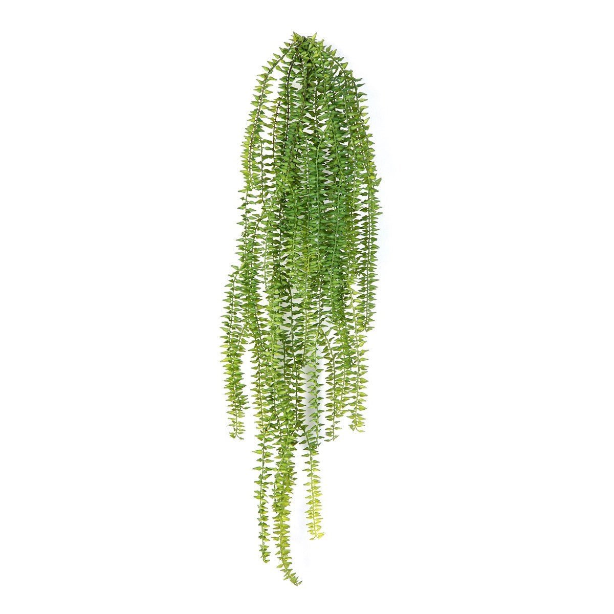 Tasselfern Hanging Bush - NOVA LIGNUM