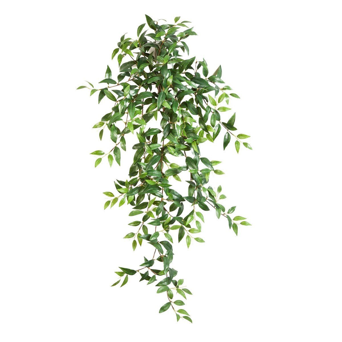 Tradescantia Hanging Bush x 15 - NOVA LIGNUM