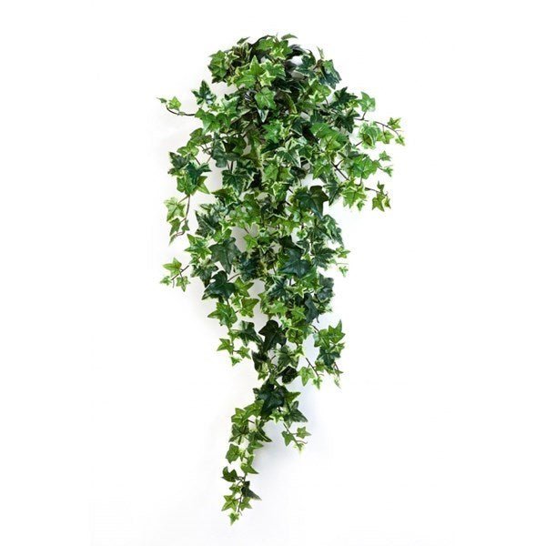 Variegated Ivy Hanging Bush x 15 - NOVA LIGNUM