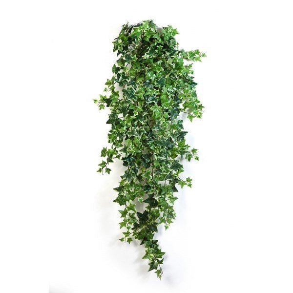Variegated Ivy Hanging Bush x 18 - NOVA LIGNUM