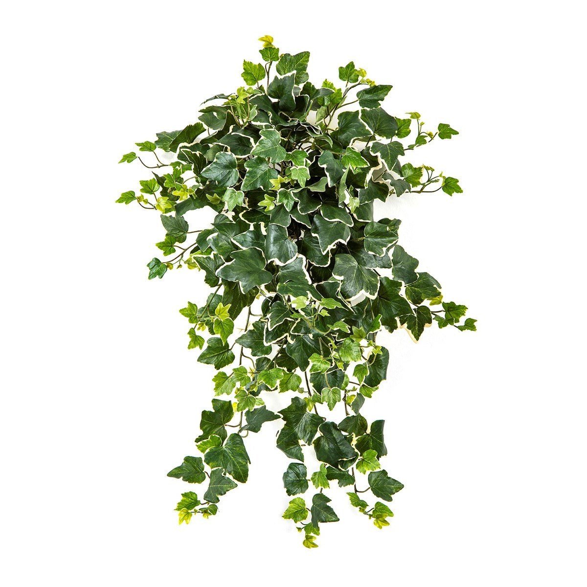 Variegated Ivy Hanging Bush x 262 -UV - NOVA LIGNUM