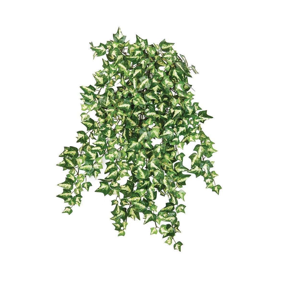 Variegated Ivy x 560 - NOVA LIGNUM
