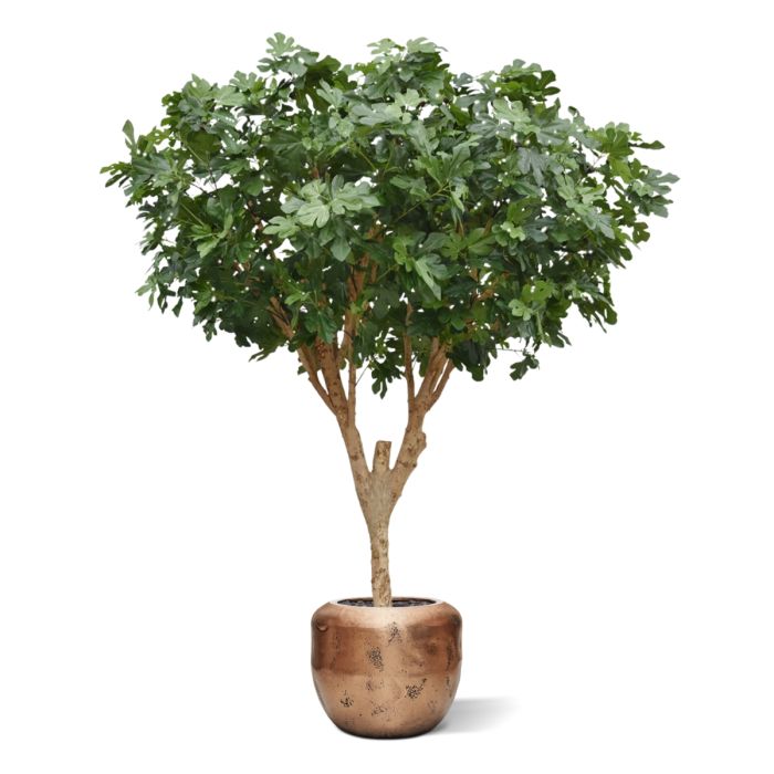 Vijgen Kunstboom Deluxe 250cm - NOVA LIGNUM