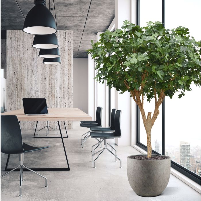Vijgen Kunstboom Deluxe 250cm - NOVA LIGNUM
