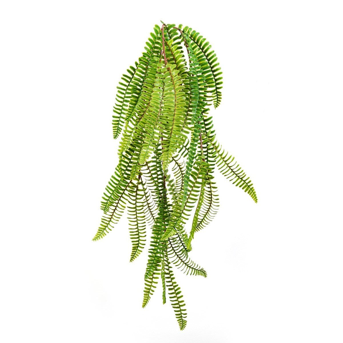 WILD BOSTON HANGING BUSH - NOVA LIGNUM