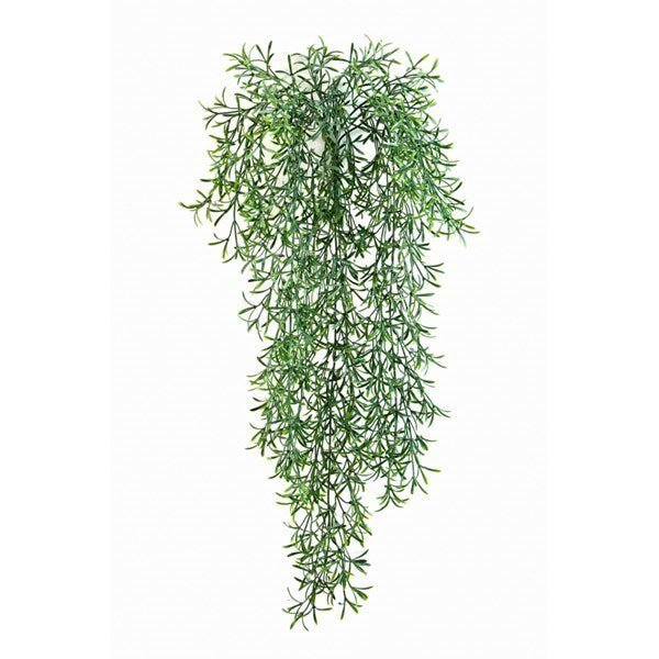 Wild Springeri Hanging Bush - NOVA LIGNUM