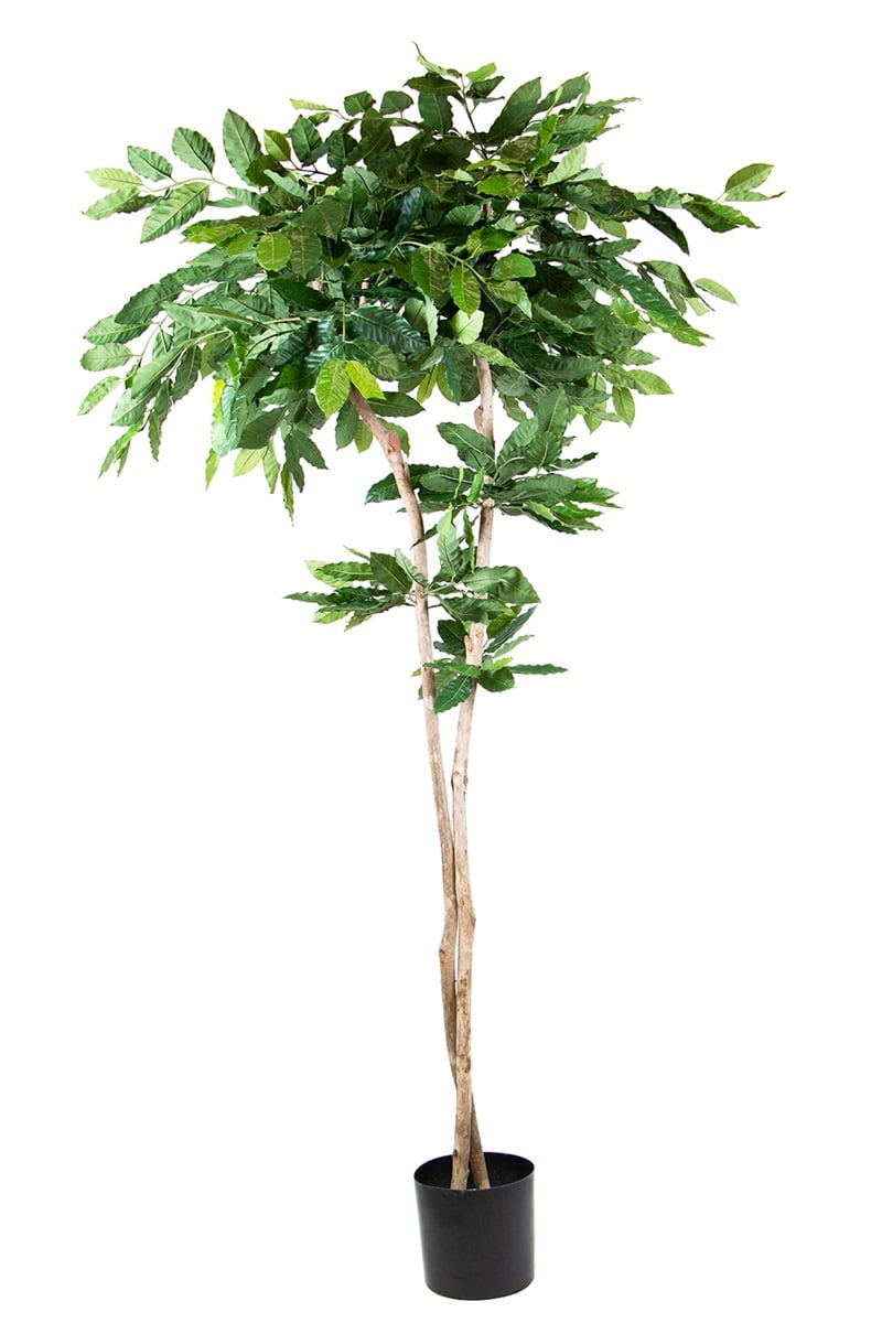 Coffea-Pflanze 42099 210