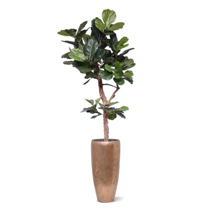Lyrata Deluxe kunstboom Y stam 210cm - afbeelding 5