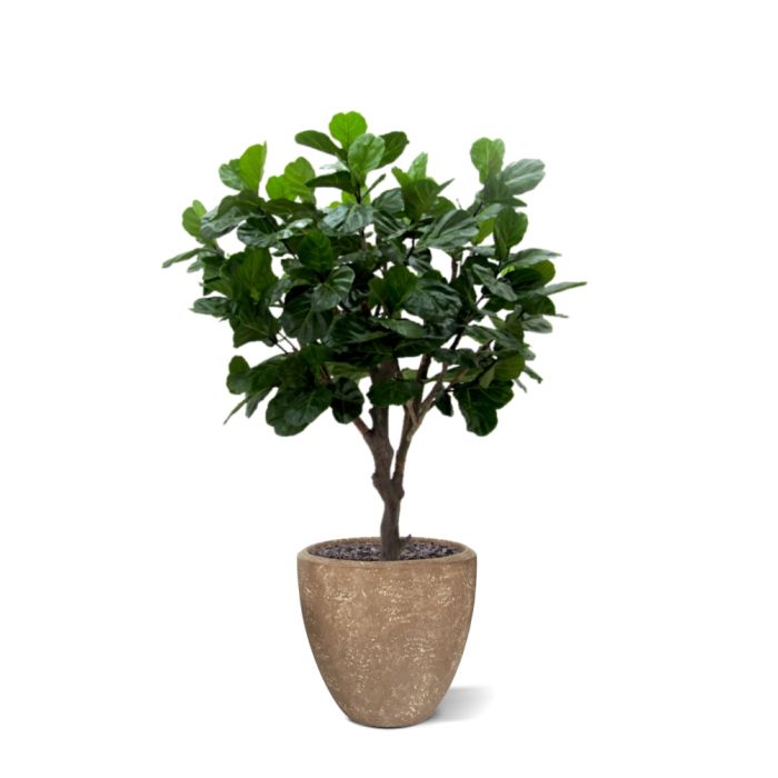Lyrata Giant deluxe kunstboom 260cm - afbeelding 11