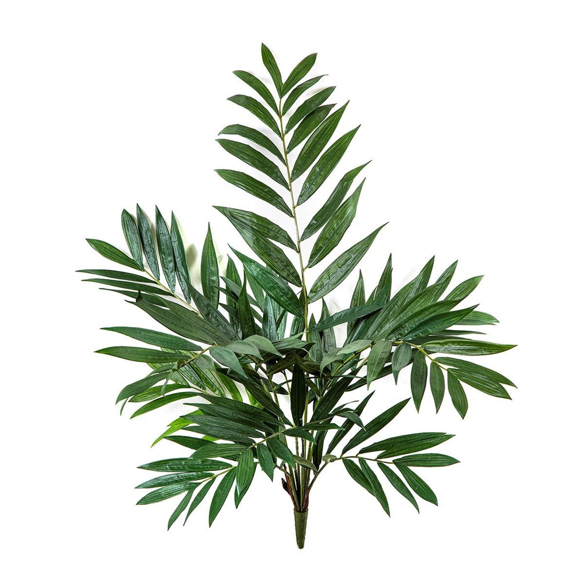Parlour Palm Bush