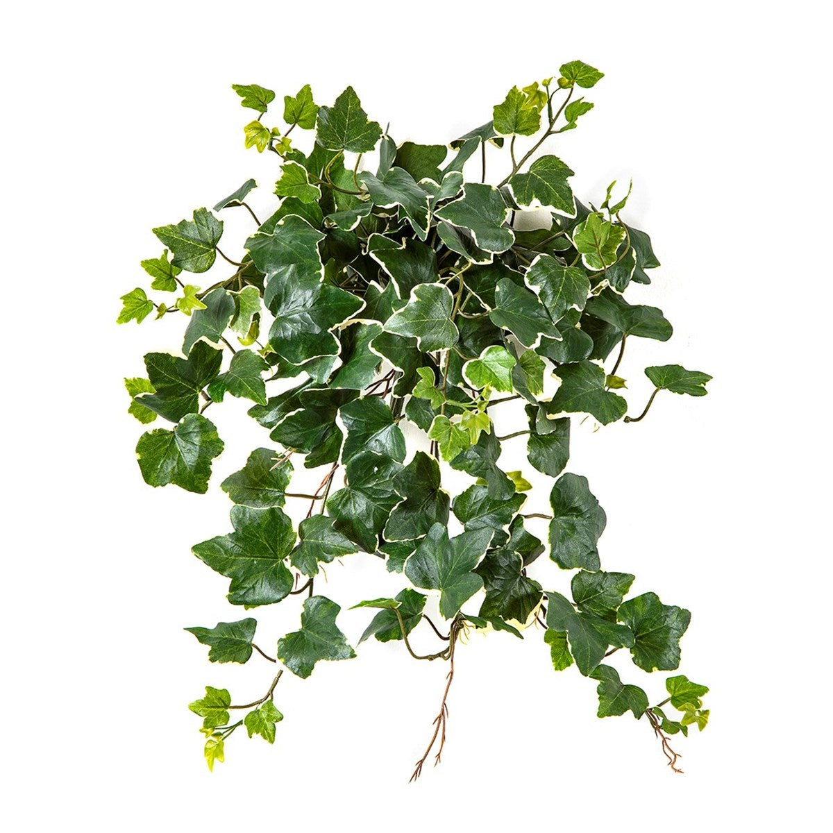 Variegated Ivy Hanging Busch x 133 - UV