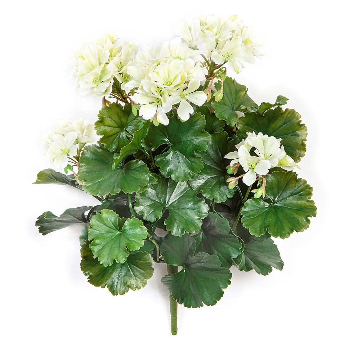 GERANIUM BUSH CREAM - UV