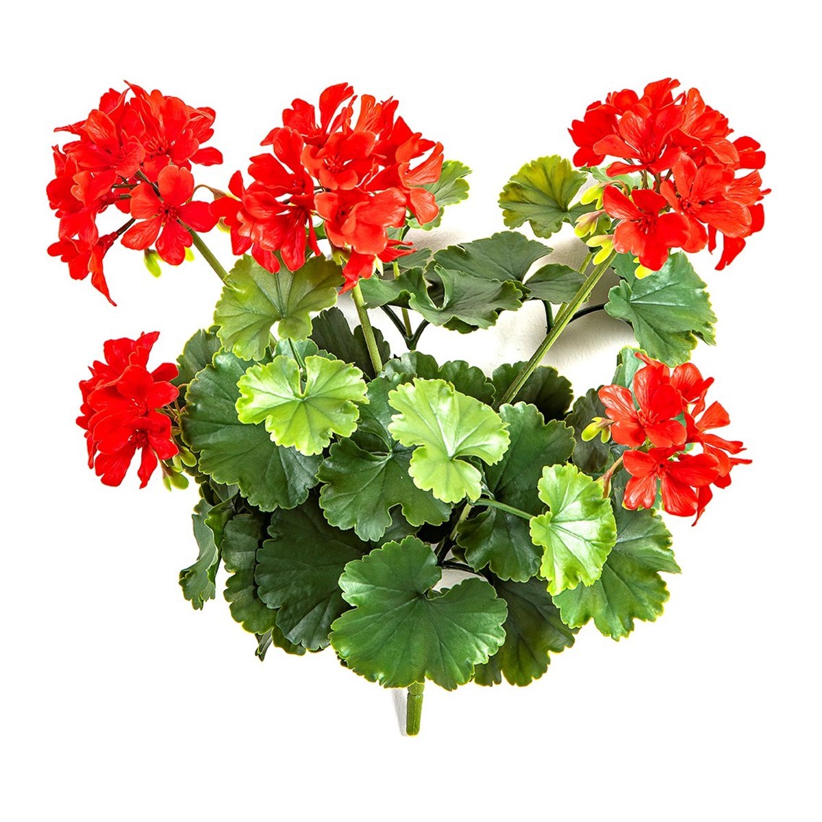 GERANIUM BUSH RED - UV