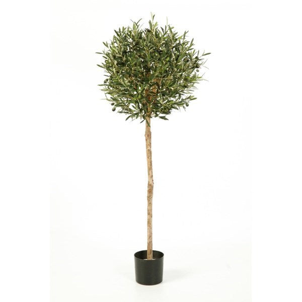 5' NATURAL OLIVE BALL TREE WITH FRUITS