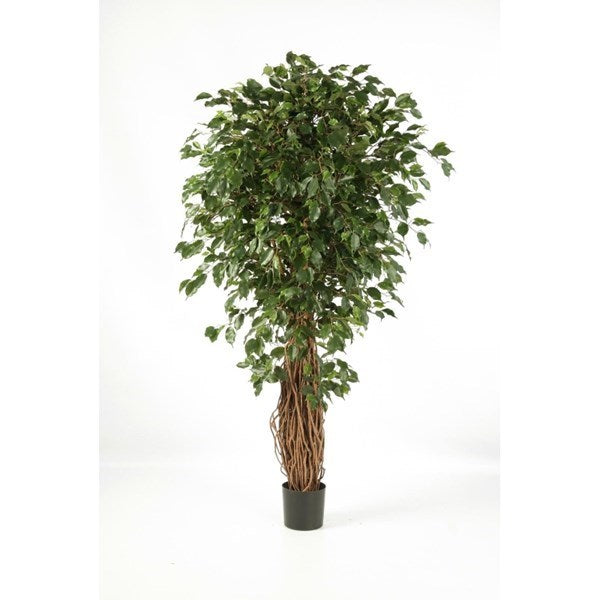 7' FICUS LIANA EXOTICA DE LUXE