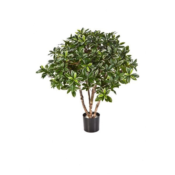 75 CM EUONYMUS JAPONICUS BUSH