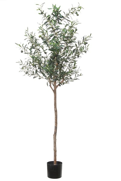 Olivenbaum Kompakt 42091 150