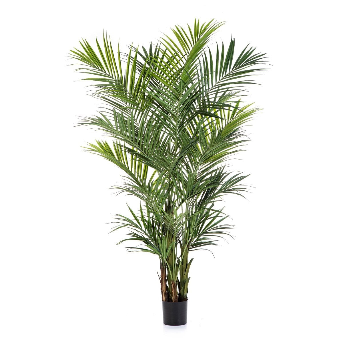 9' Natural Kentia Palm de luxe
