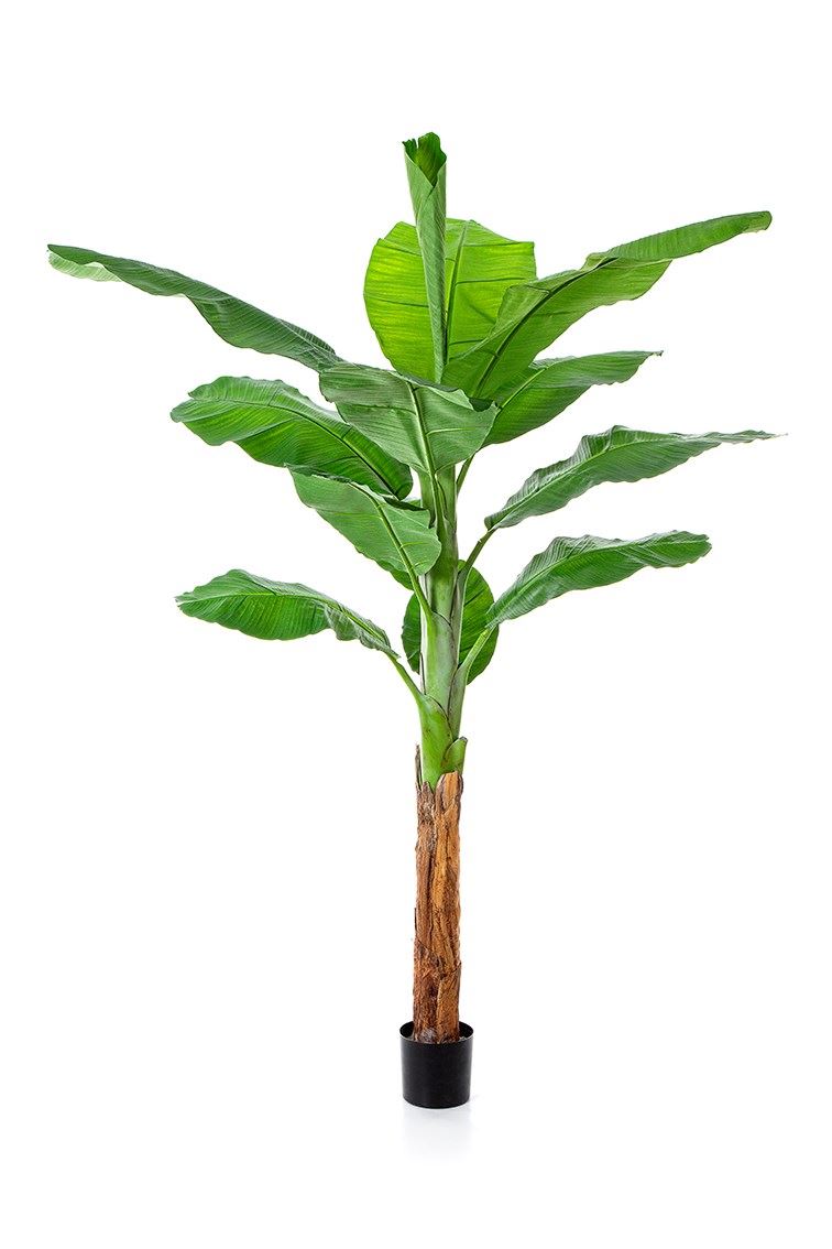 Königsbananenbaum