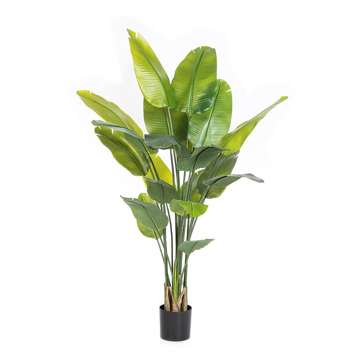 Natural Traveller Palm 180 cm