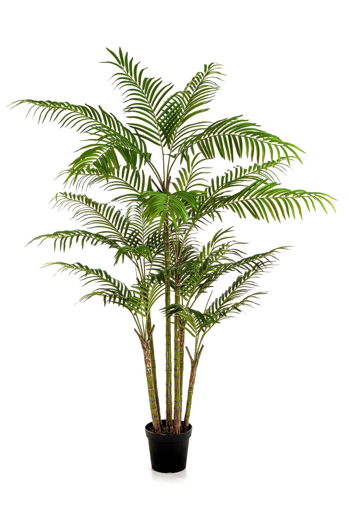 Bambuspalme