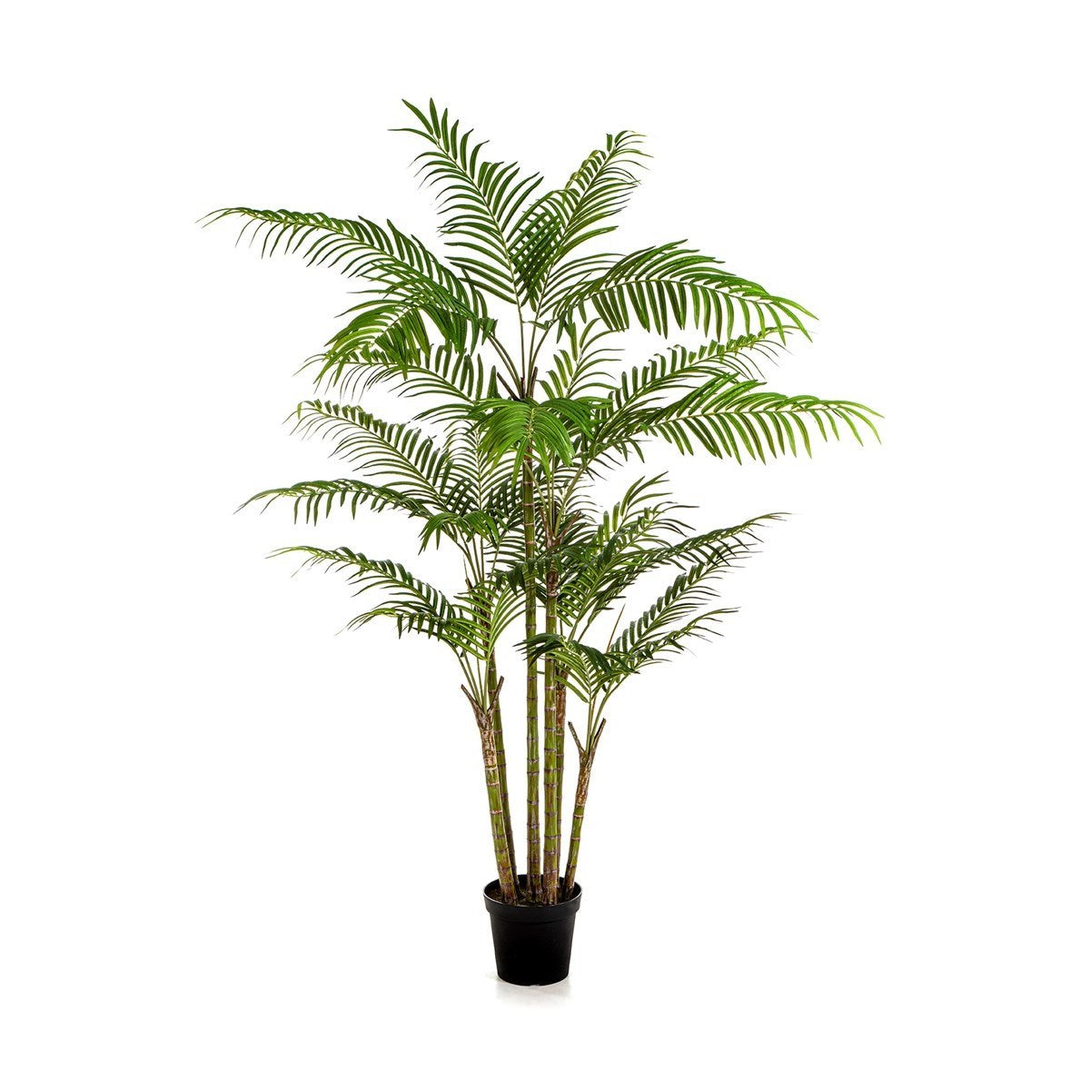 7' Bamboo Palm