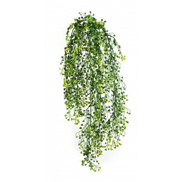 Baby Tear Hanging Bush x 5