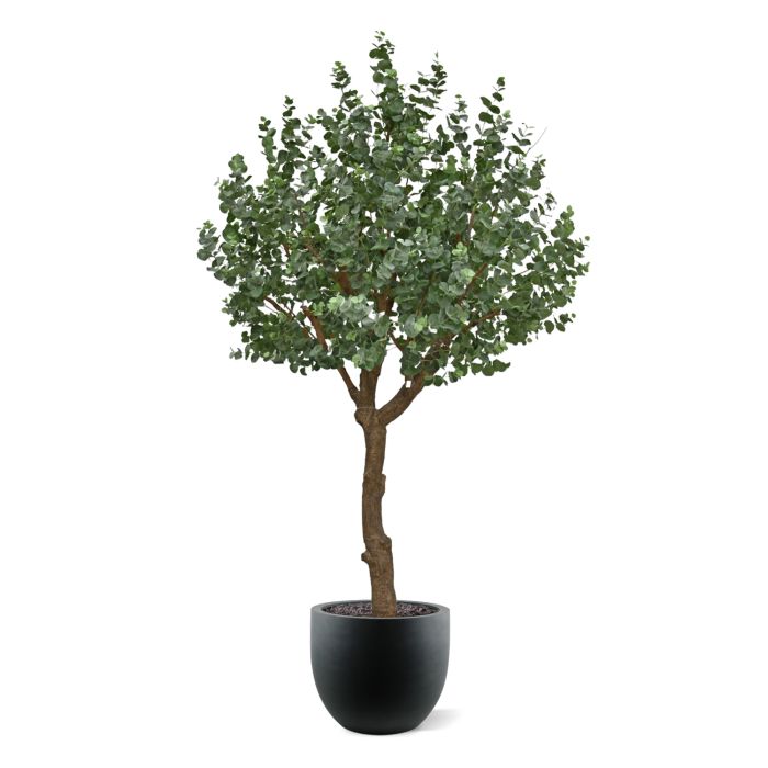 Eucalyptus Kunstboom XL 300cm - afbeelding 6