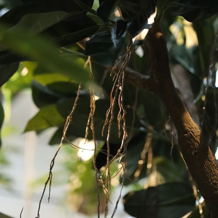 Ficus Elastica Robusta Kunstboom XXL Deluxe 350cm - afbeelding 2