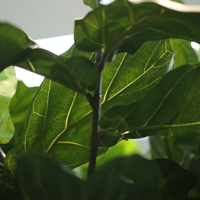 Ficus Elastica Robusta Kunstboom XXL Deluxe 350cm - afbeelding 3
