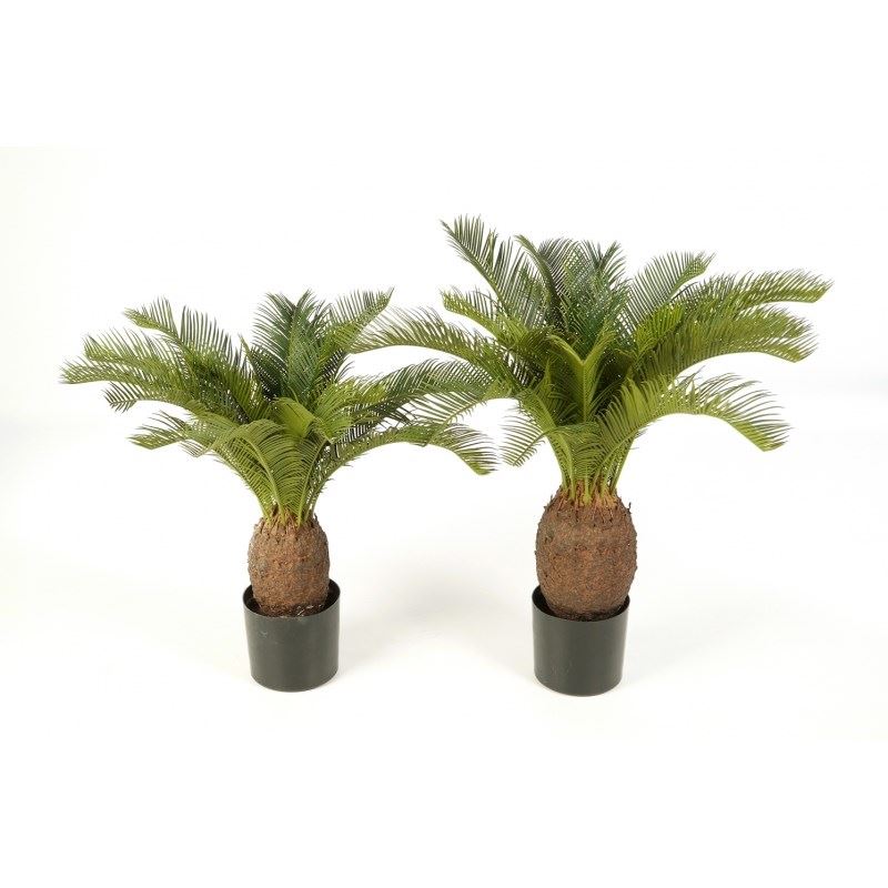 Cycas-Pflanze im Topf