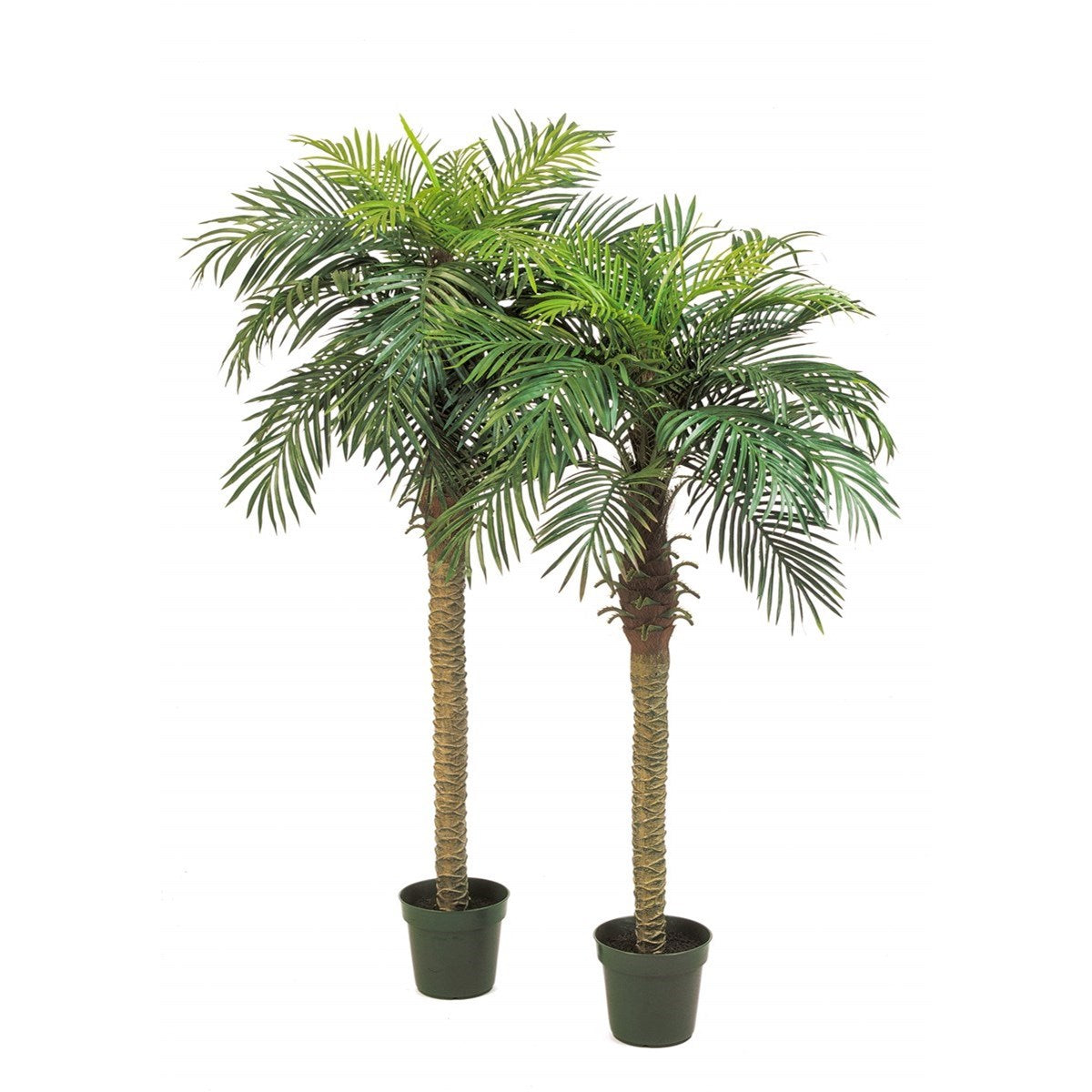 Phoenix palm w/pot
