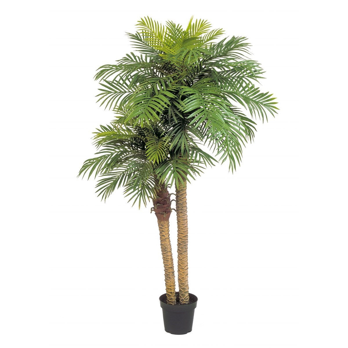 Phoenix palm double w/pot