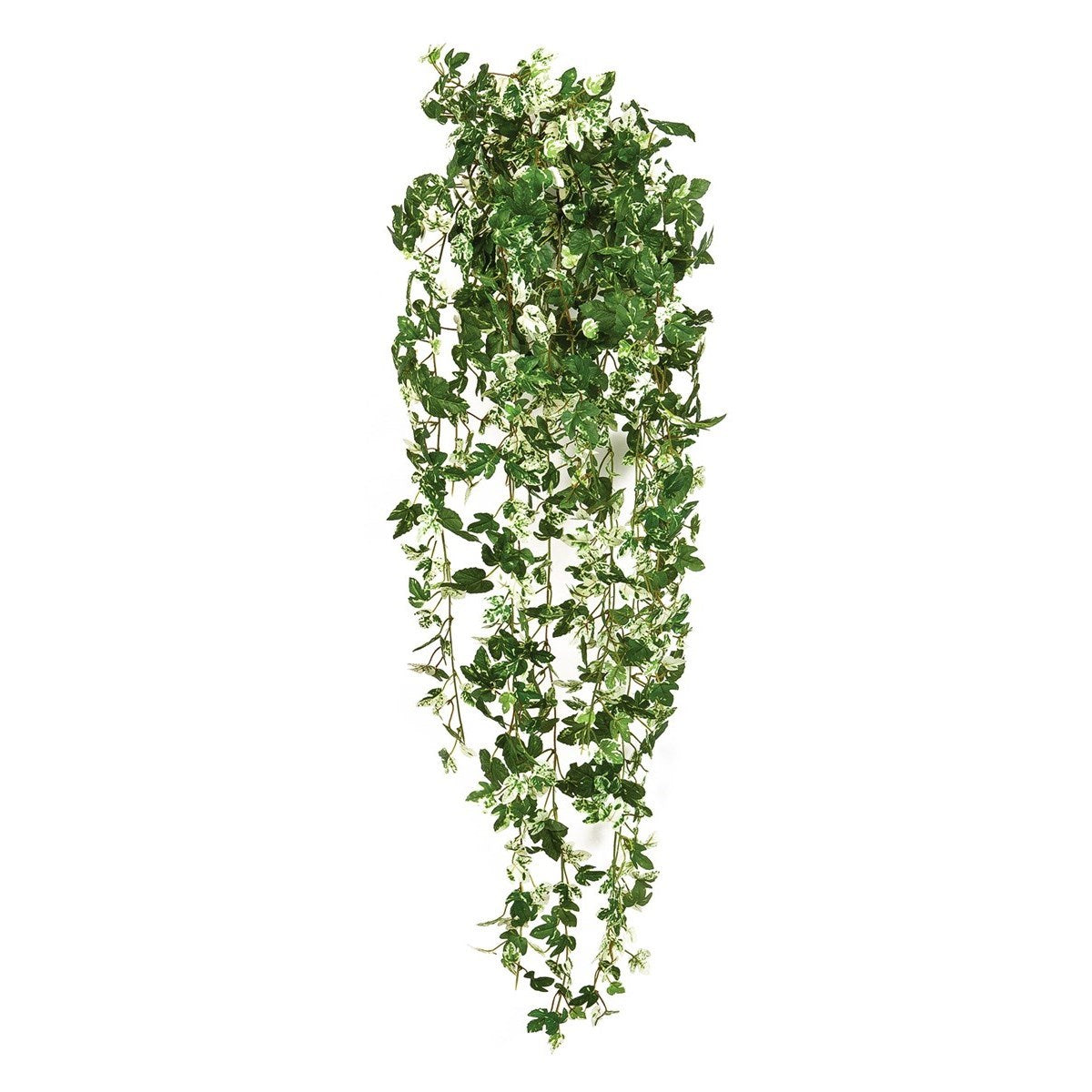 Maple ivy hanging bush