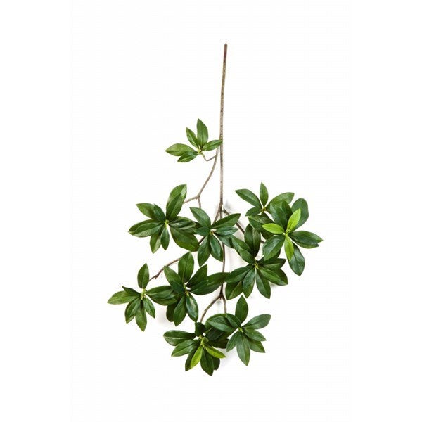 Flame retardant Euonymus japonicus spray