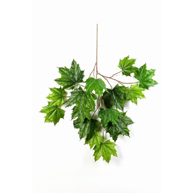 North Maple spray