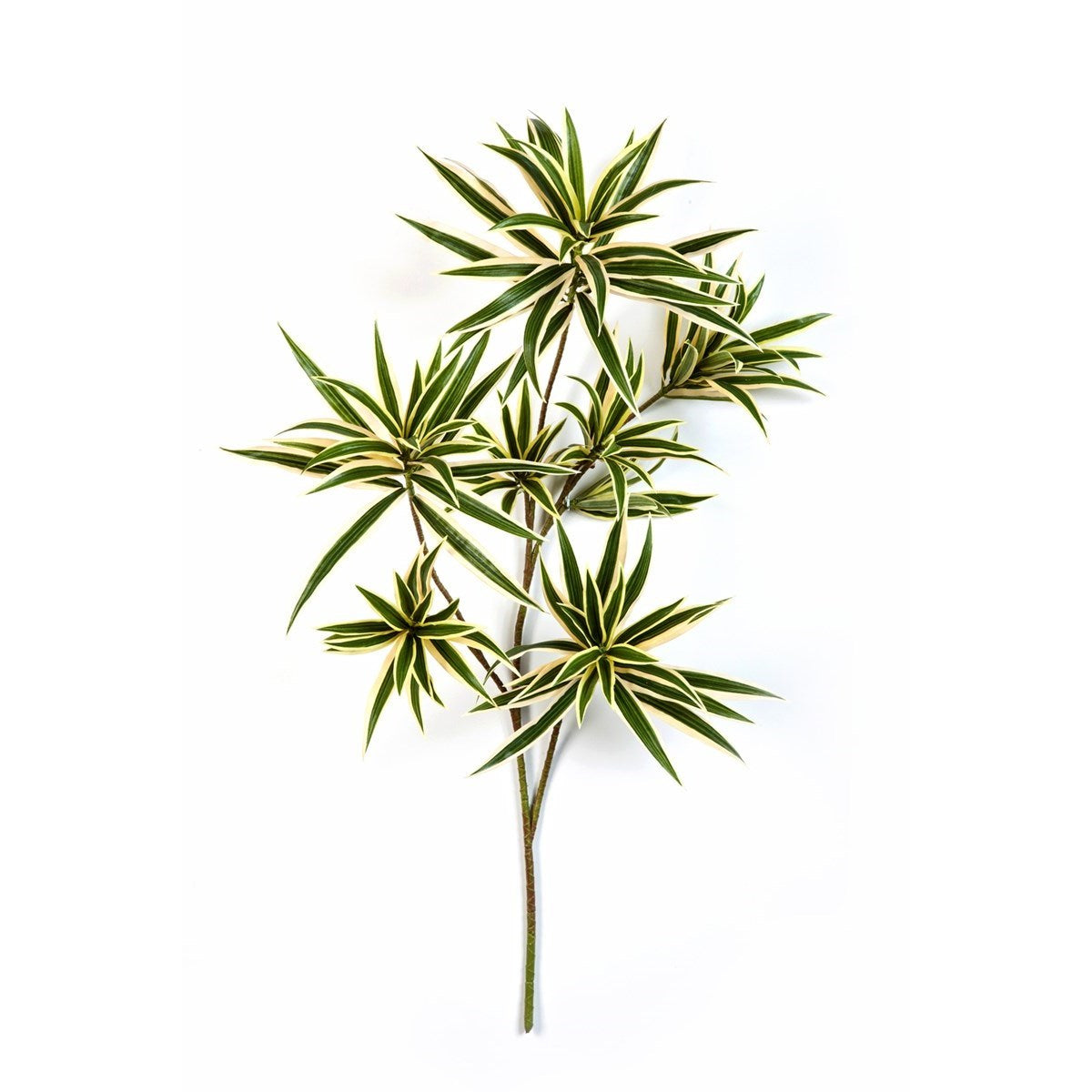 Flame Retardant Variegated Dracaena Reflexa Spray
