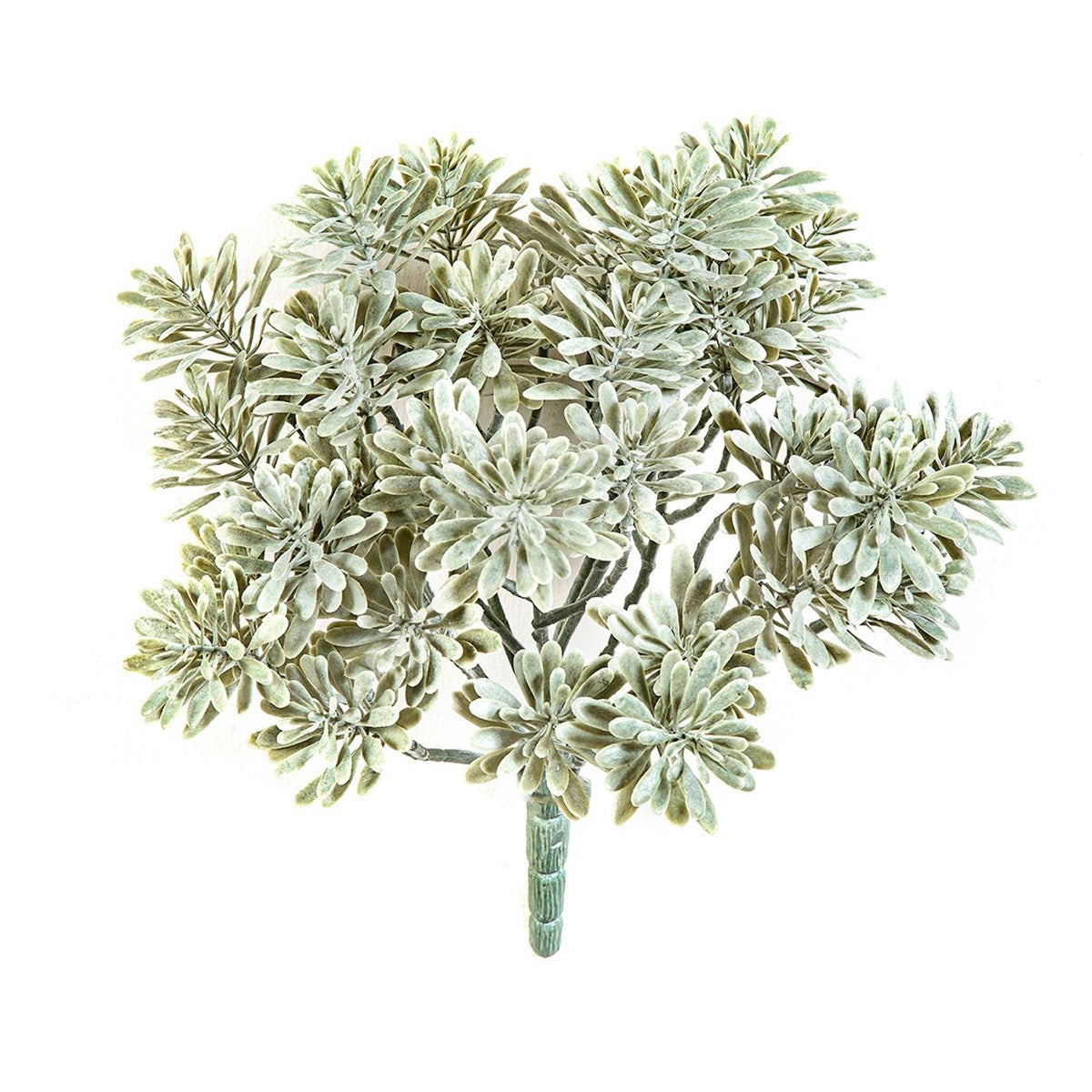 Silver Dusty Miller UV