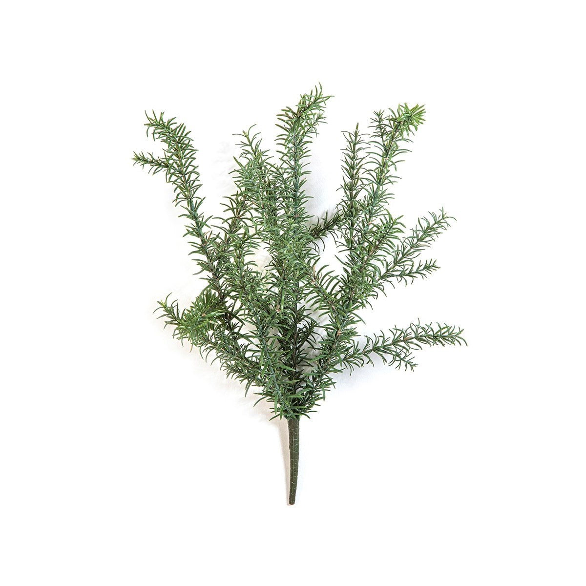 Wild Rosemary Bush - UV