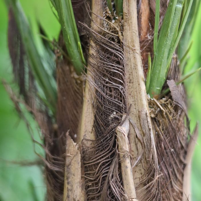 Phoenix Kunstpalm deluxe 225cm - afbeelding 12