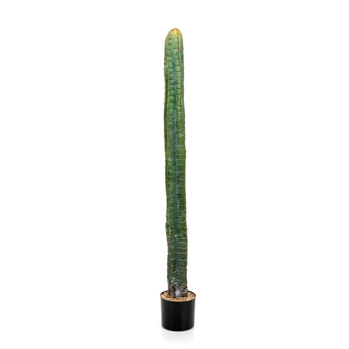 CEREUS COLUMN CACTUS 140 CM