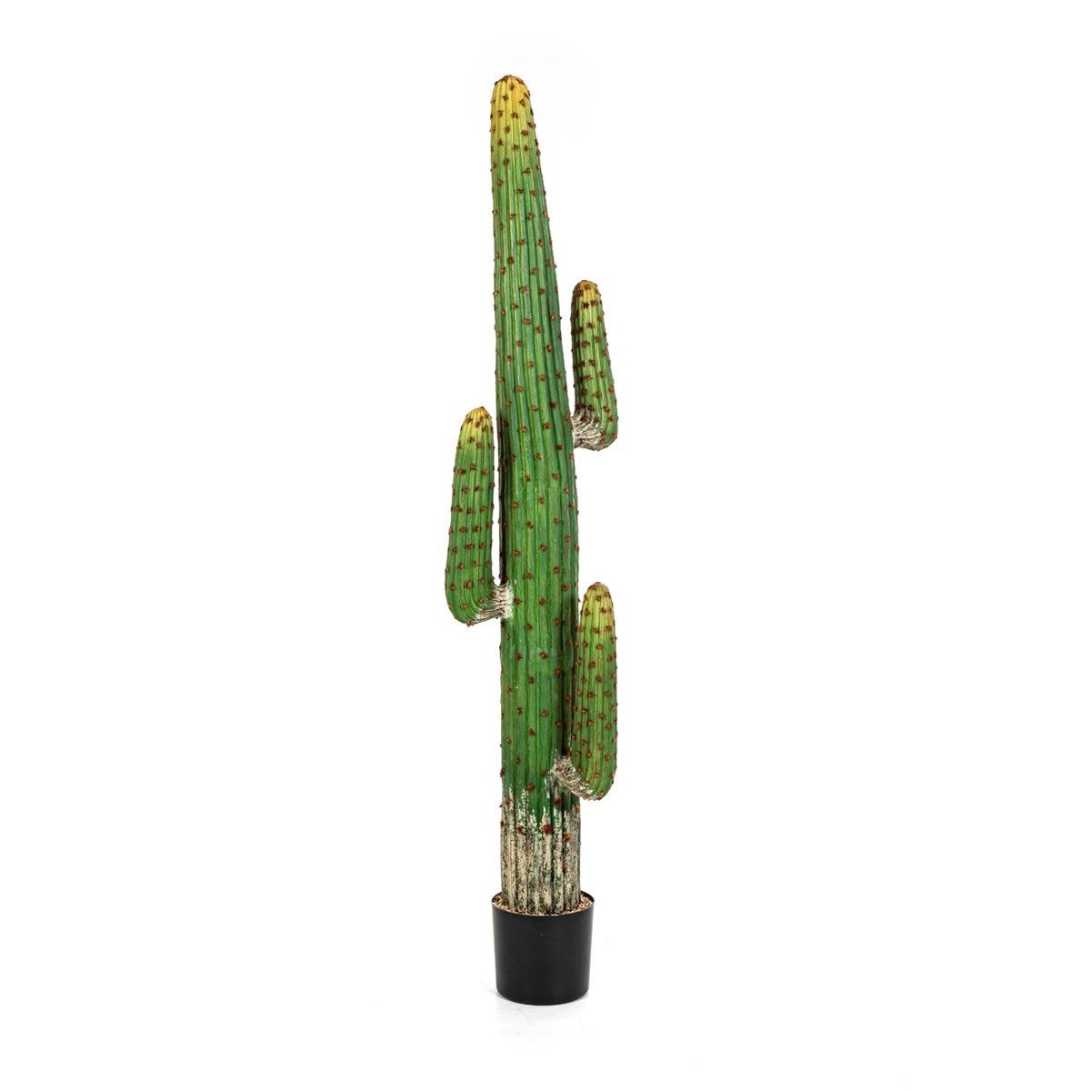 MEXICAN CACTUS 170 CM