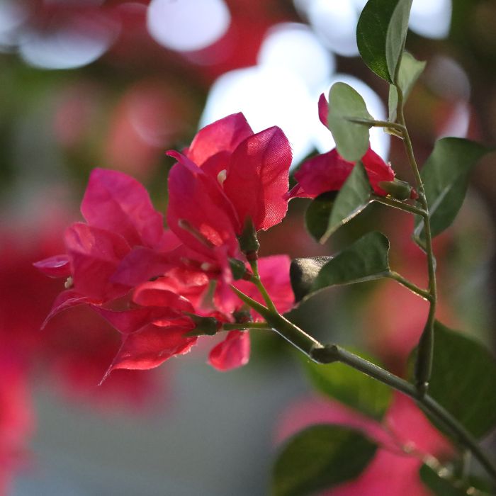 Bougainvillea Kunstboom Deluxe 300cm Cerise - afbeelding 2