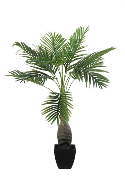 Kentia-Palme 17057 100